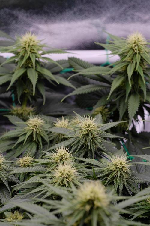 Sativa Triangle Turned Circle. Week 9