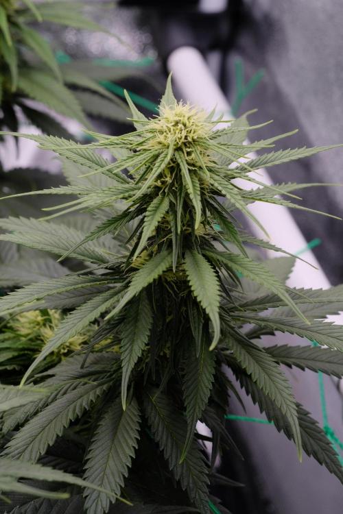 Sativa Triangle Turned Circle. Week 9