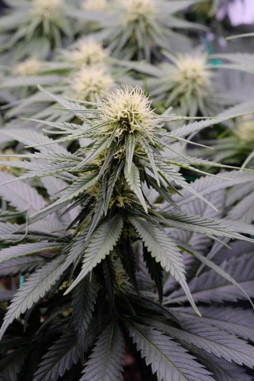 Sativa Triangle Turned Circle. Week 9