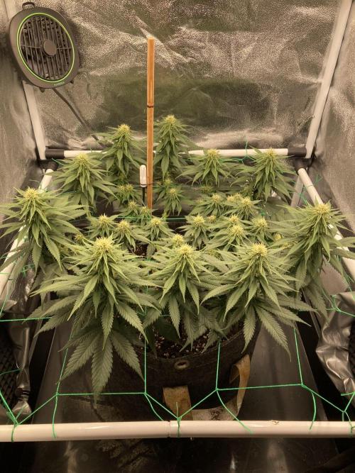 Sativa Triangle Turned Circle. Week 10 - D64/FD22 27.04.26