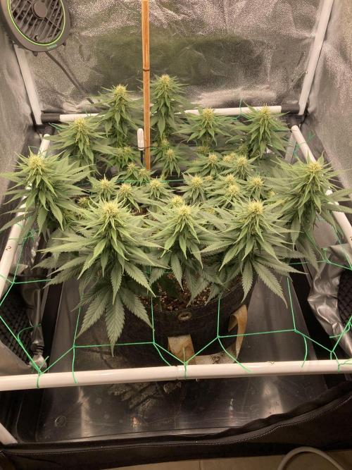 Sativa Triangle Turned Circle. Week 10 - D65/FD23 28.04.26