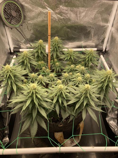 Sativa Triangle Turned Circle. Week 10 - D66/FD24 29.04.26
