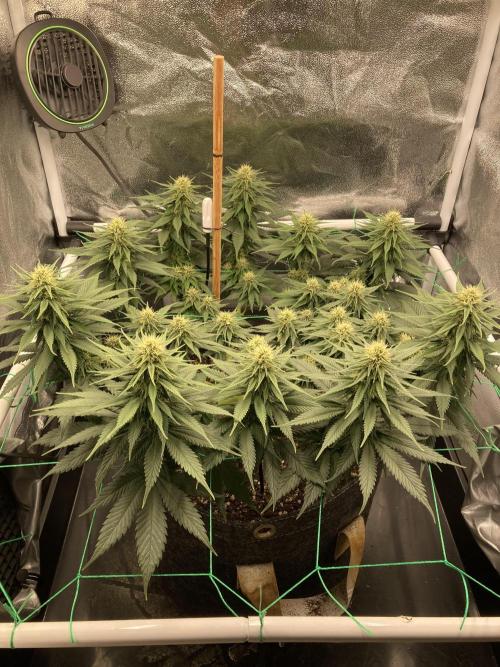 Sativa Triangle Turned Circle. Week 10 - D67/FD25 30.04.26