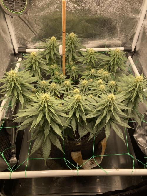 Sativa Triangle Turned Circle. Week 10 - D68/FD26 01.05.26
