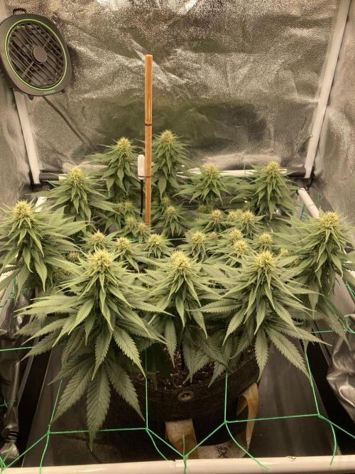 Sativa Triangle Turned Circle. Week 10 - D69/FD27 02.05.26