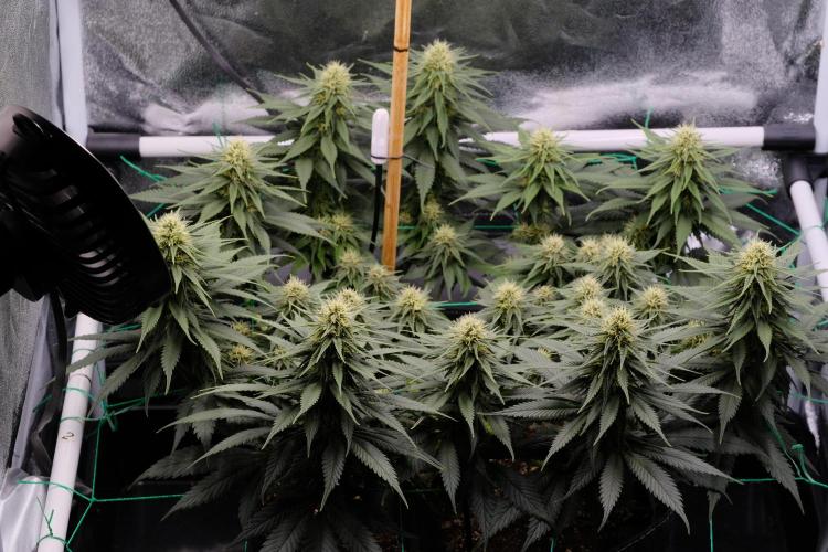Sativa Triangle Turned Circle. Week 10