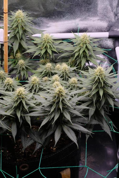 Sativa Triangle Turned Circle. Week 10