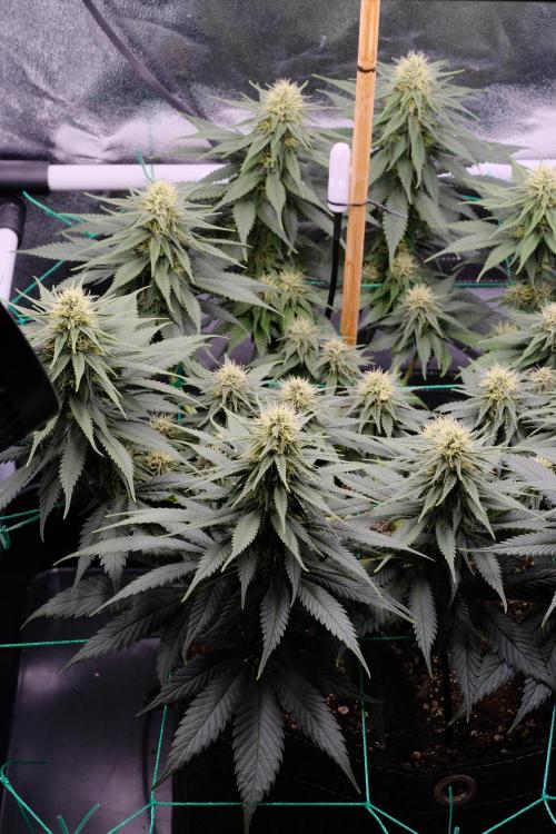 Sativa Triangle Turned Circle. Week 10