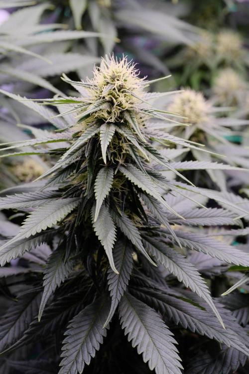 Sativa Triangle Turned Circle. Week 10