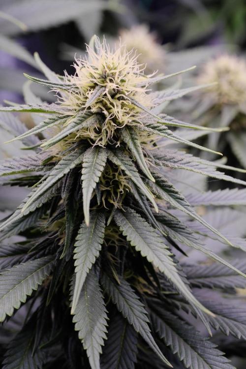 Sativa Triangle Turned Circle. Week 10