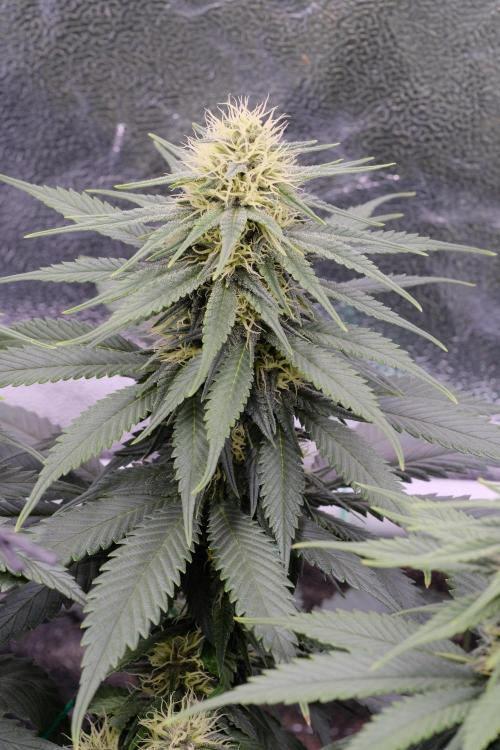 Sativa Triangle Turned Circle. Week 10