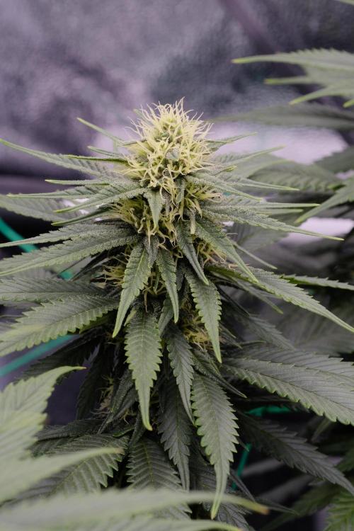 Sativa Triangle Turned Circle. Week 10