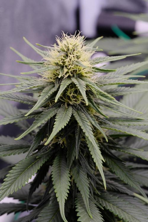 Sativa Triangle Turned Circle. Week 10