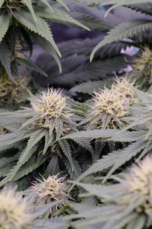Sativa Triangle Turned Circle. Week 10