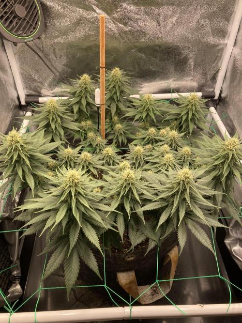 Sativa Triangle Turned Circle. Week 10 - D70/FD28 03.05.26