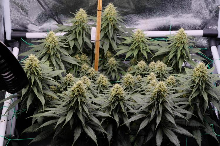 Sativa Triangle Turned Circle. Week 11