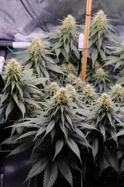 Sativa Triangle Turned Circle. Week 11