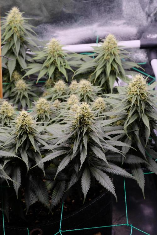 Sativa Triangle Turned Circle. Week 11