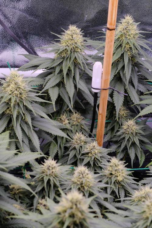 Sativa Triangle Turned Circle. Week 11