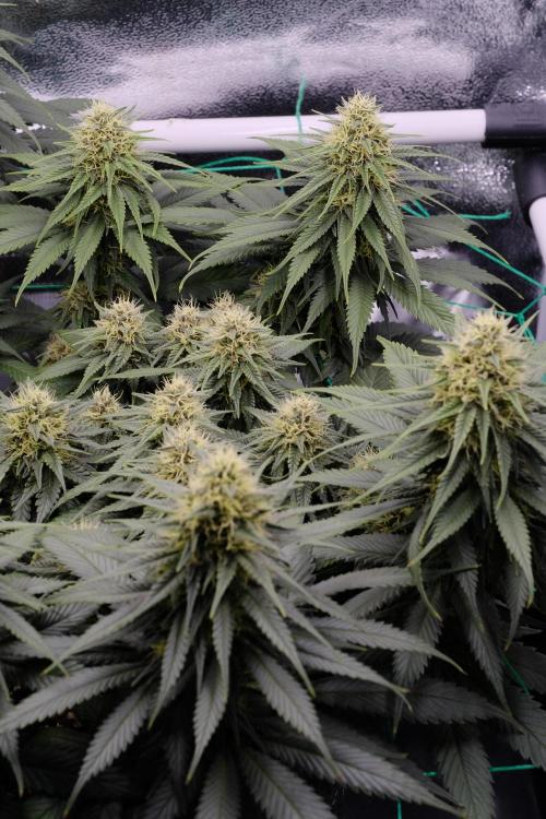 Sativa Triangle Turned Circle. Week 11