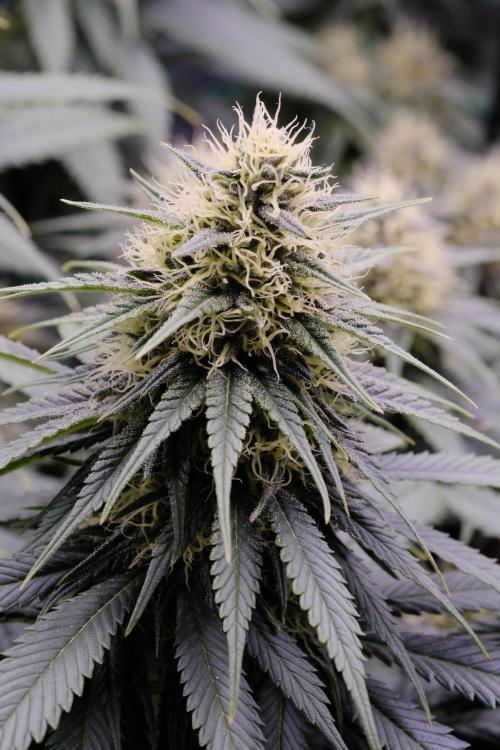 Sativa Triangle Turned Circle. Week 11