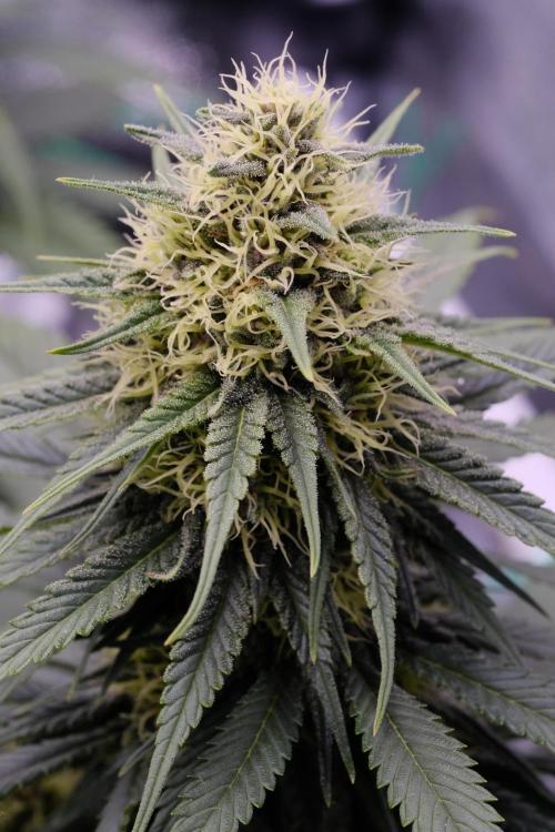 Sativa Triangle Turned Circle. Week 11