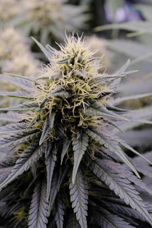 Sativa Triangle Turned Circle. Week 11