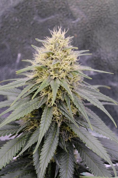 Sativa Triangle Turned Circle. Week 11