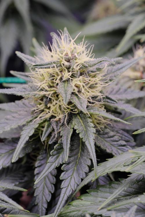 Sativa Triangle Turned Circle. Week 11