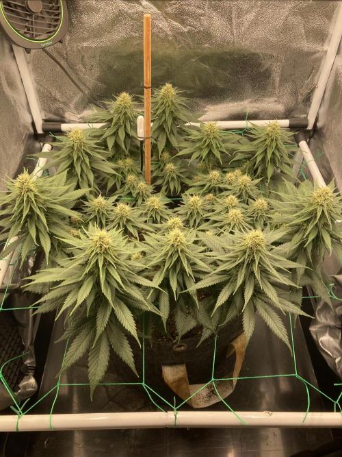Sativa Triangle Turned Circle. Week 11 - D71/FD29 04.05.26