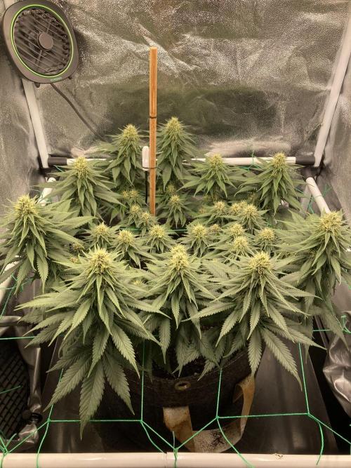 Sativa Triangle Turned Circle. Week 11 - D72/FD30 05.05.26