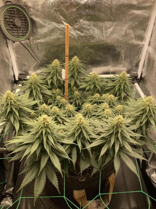 Sativa Triangle Turned Circle. Week 11 - D73/FD31 06.05.26