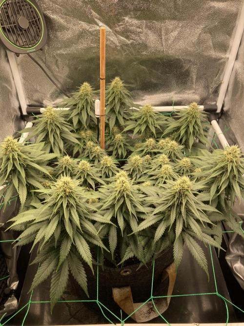 Sativa Triangle Turned Circle. Week 11 - D74/FD32 07.05.26