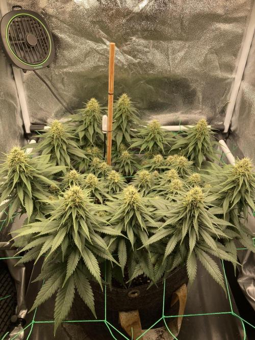 Sativa Triangle Turned Circle. Week 11 - D75/FD33 08.05.26