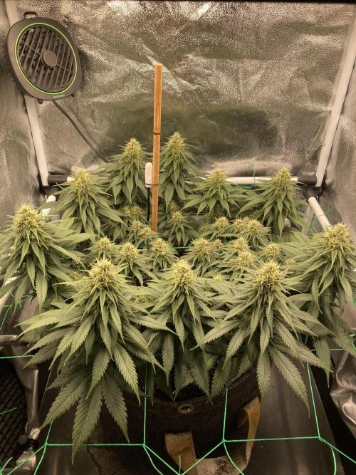 Sativa Triangle Turned Circle. Week 11 - D76/FD34 09.05.26