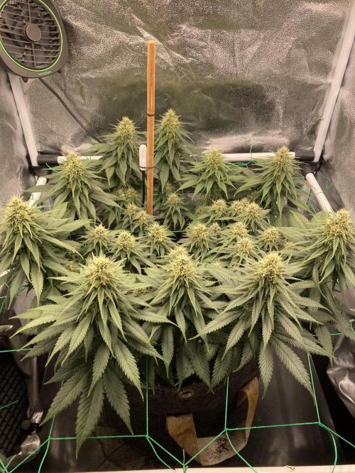 Sativa Triangle Turned Circle. Week 11 - D77/FD34 10.05.26