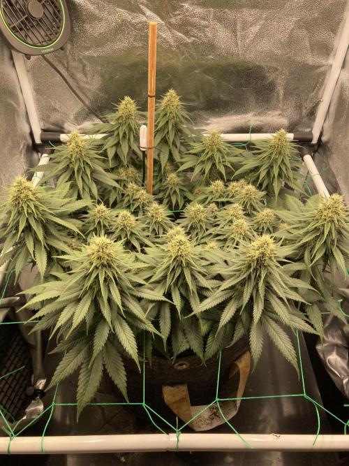Sativa Triangle Turned Circle. Week 12 - D78/FD35 11.05.26 