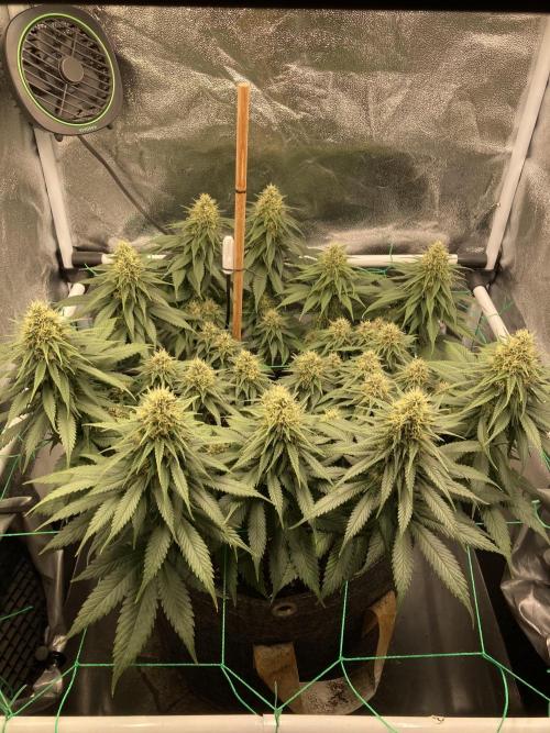 Sativa Triangle Turned Circle. Week 12 - D79/FD36 12.05.26
