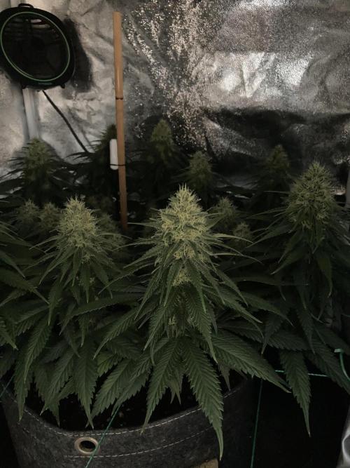 Sativa Triangle Turned Circle. Week 12 - D80/FD37 13.05.26