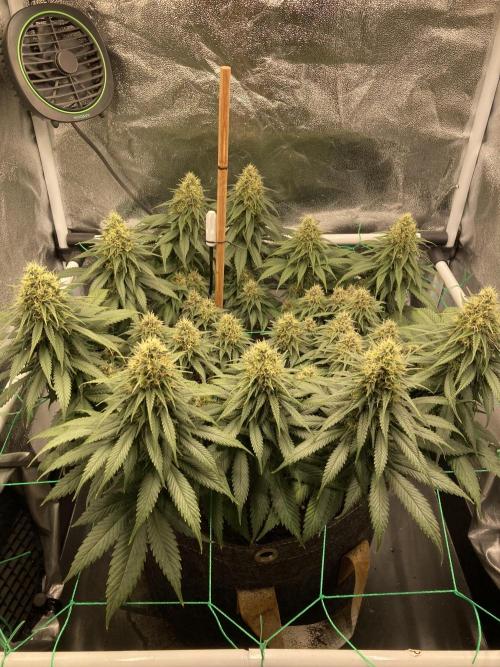 Sativa Triangle Turned Circle. Week 12 - D82/FD39 15.05.26