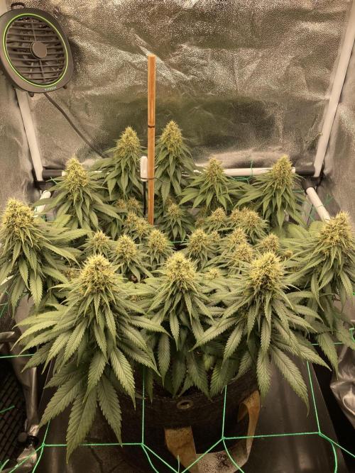 Sativa Triangle Turned Circle. Week 12 - D83/FD40 16.05.26