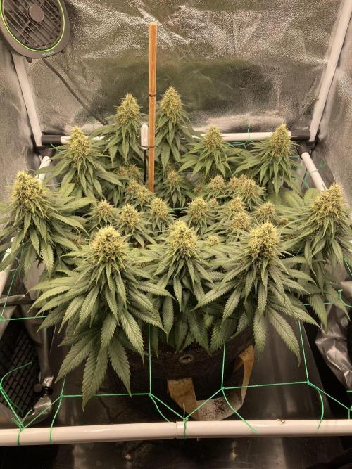 Sativa Triangle Turned Circle. Week 12 - D84/FD41 17.05.26
