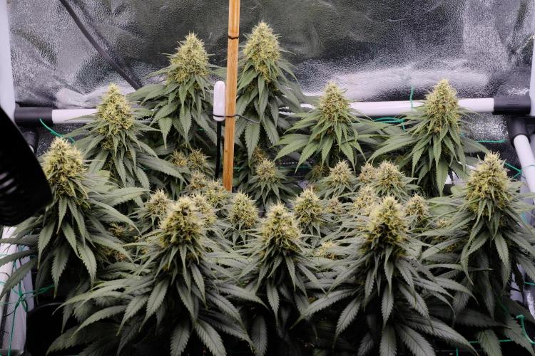 Sativa Triangle Turned Circle. Week 12