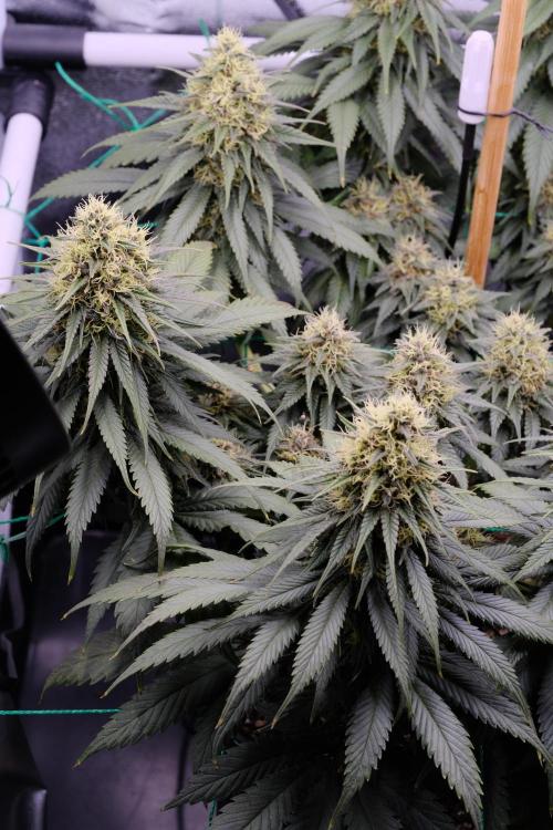 Sativa Triangle Turned Circle. Week 12