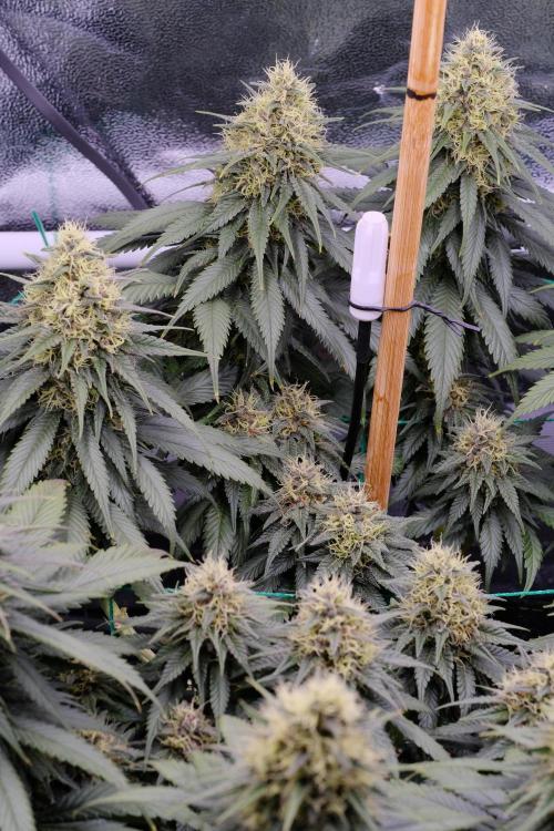 Sativa Triangle Turned Circle. Week 12