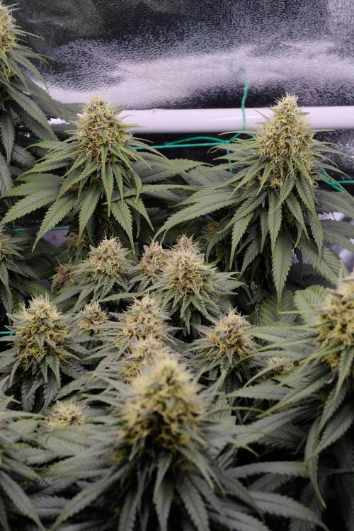 Sativa Triangle Turned Circle. Week 12