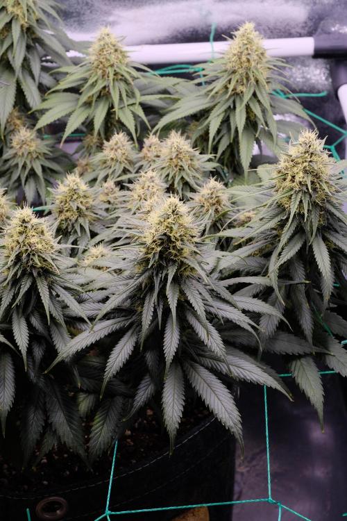 Sativa Triangle Turned Circle. Week 12