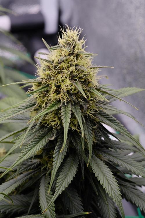 Sativa Triangle Turned Circle. Week 12