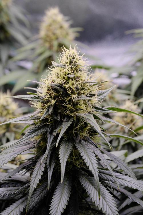 Sativa Triangle Turned Circle. Week 12