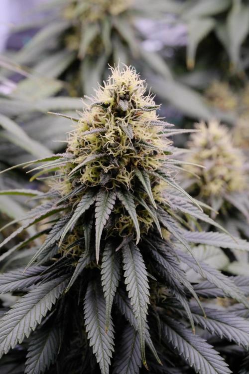 Sativa Triangle Turned Circle. Week 12